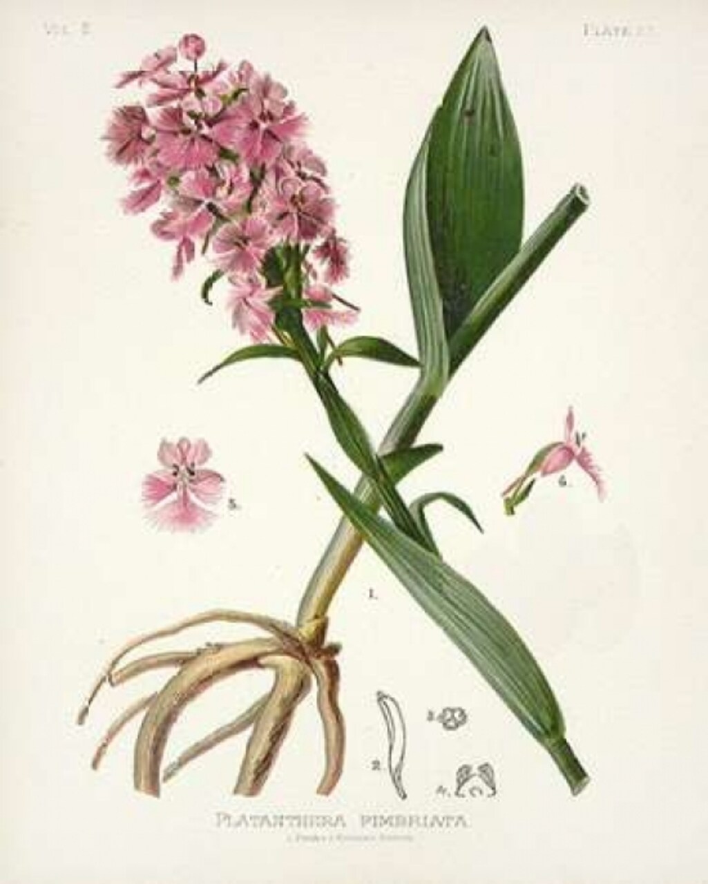 Botanical 2 Poster Print by Cynthia Alvarez - Item # VARPDXCCRC055B